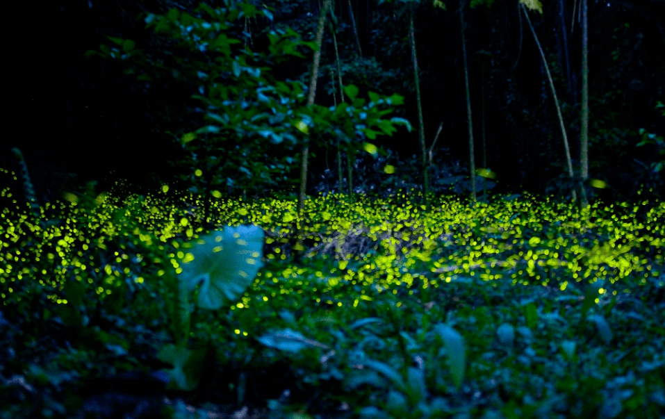 【诗词鉴赏】有萤火虫的夏天,有醉美的诗词!