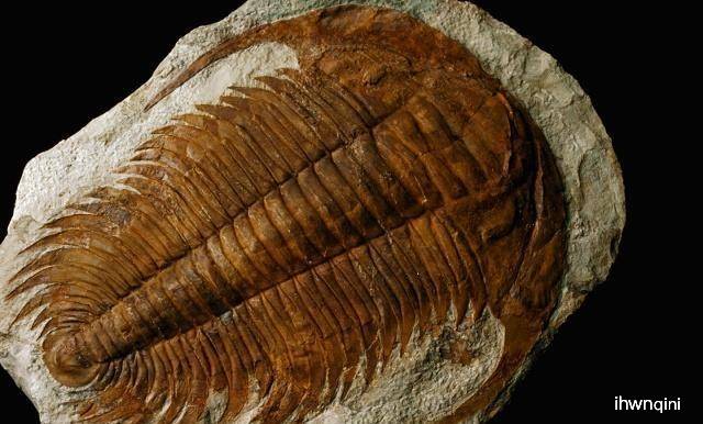 简直就像是小打小闹,整个古生代动物群落都在一次的打几下失去了主导