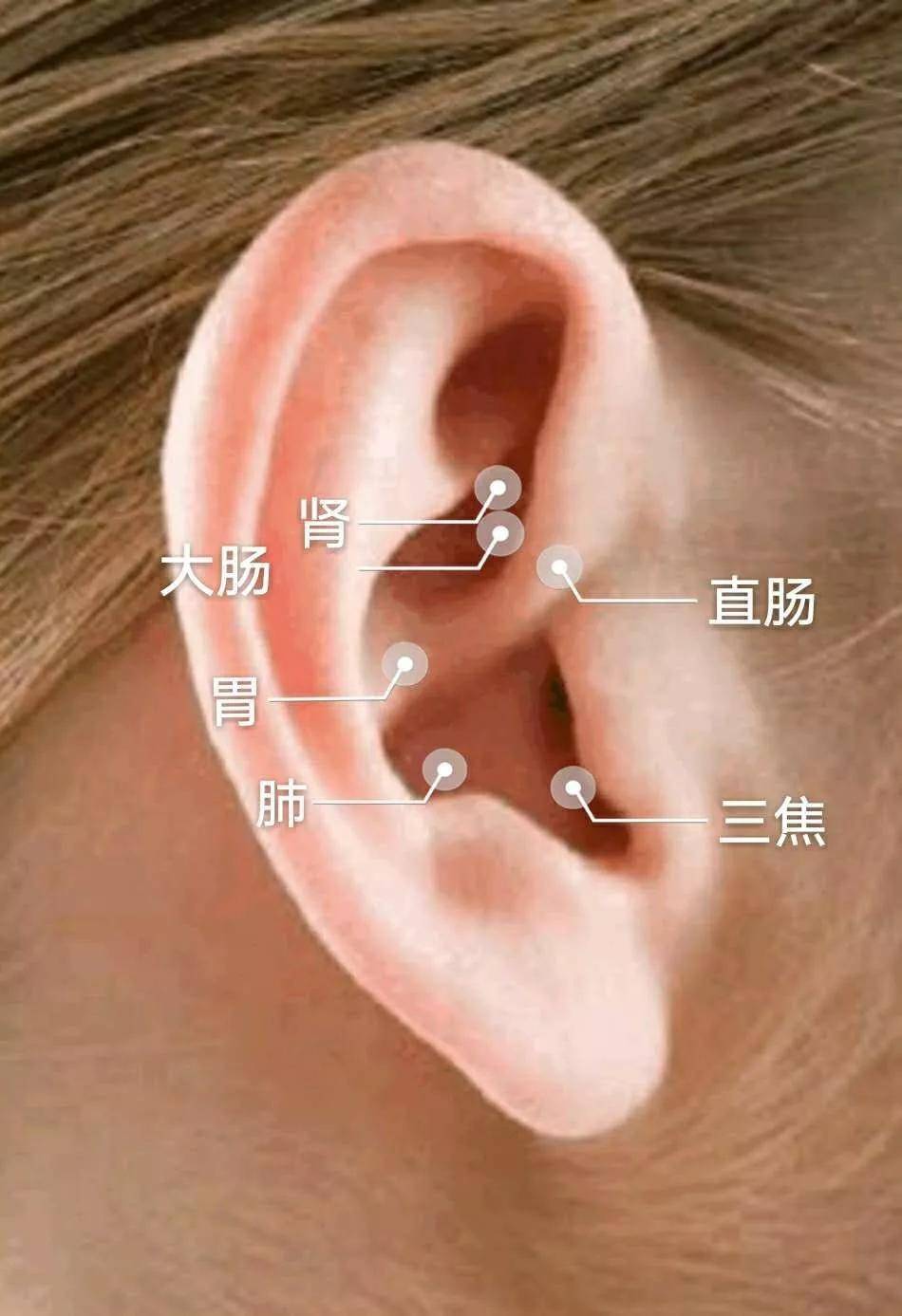 【主穴】 大肠,直肠,胃,三焦,肺,肾便秘配穴7,止泻快 8,通便快 9,急救