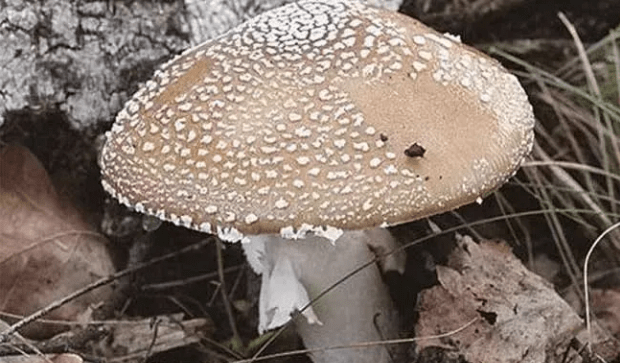 四川叙永一家人出现毒蘑菇误食悲剧,不要乱吃野生蘑菇了!