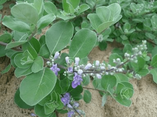 这种山野到处见的植物,不要随便触碰,也不要破坏,功效太强了!_荆来