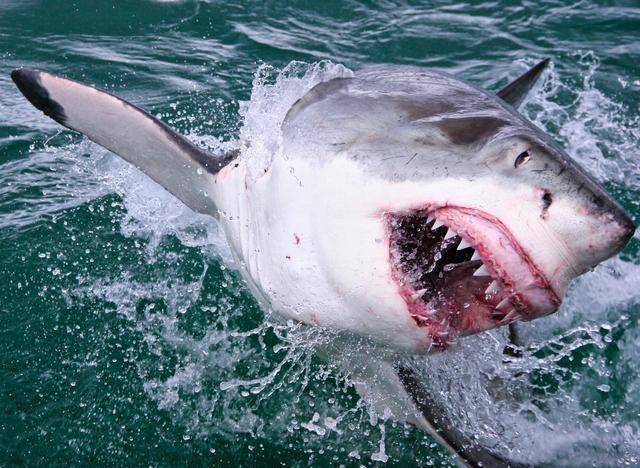凶猛的海中霸王近距离捕捉大白鲨精彩瞬间令人胆寒
