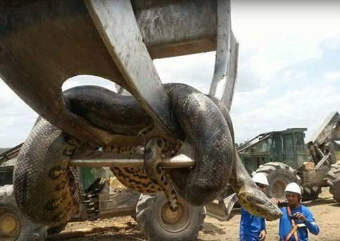 世界上最大的蛇在秦岭图片