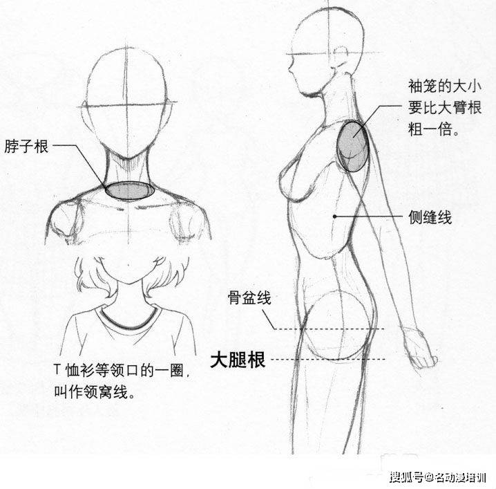 上下肢和整体视觉,从不同的角度,不同的维度来表现人体各部分的形态!