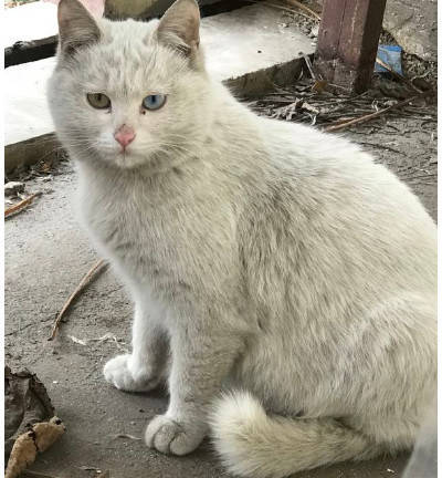 原创遇到一只白色异瞳流浪猫,网友好心想收养它,猫:你想的美!
