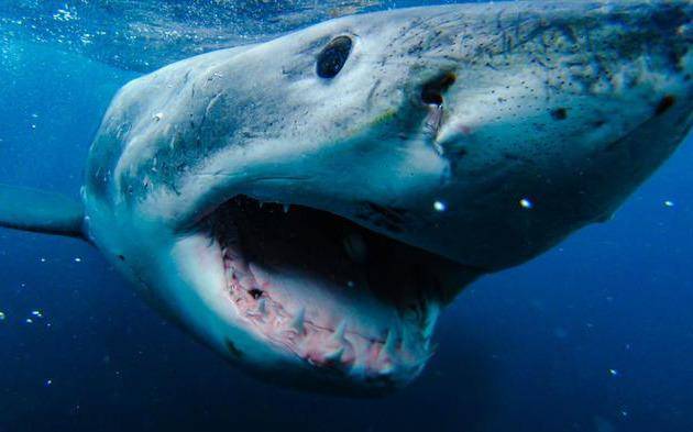 凶猛的海中霸王近距离捕捉大白鲨精彩瞬间令人胆寒