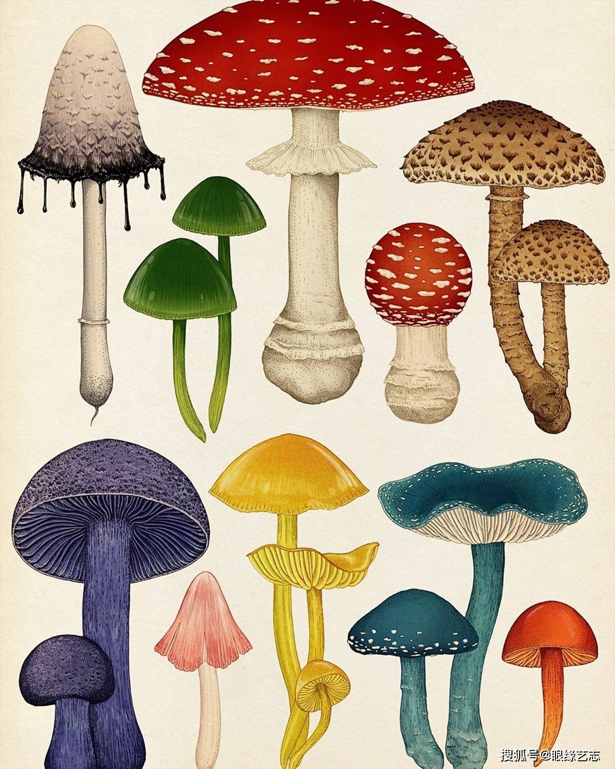 原创不一样的百科全书:插画植物博物馆,凝聚艺术之美的科学图谱