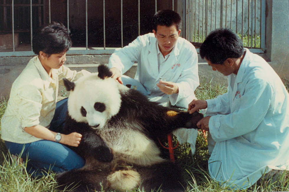 熊猫巴斯做成标本残忍图片