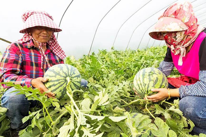 特色农业的发展拉动了当地农业经济,也带动了剩余劳动力的就业.