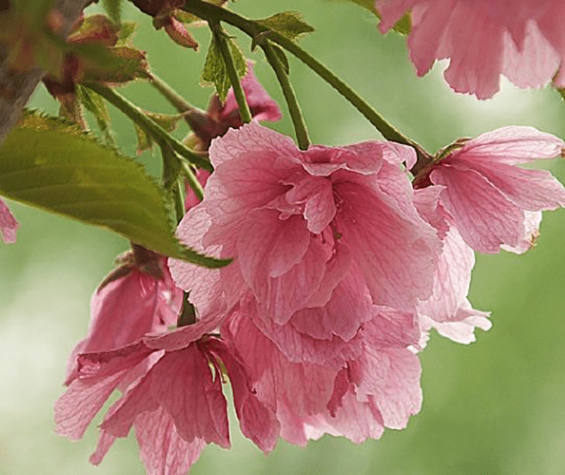 樱花之松前红绯衣樱 松前红绯衣樱形态特征 松前红绯衣樱品种