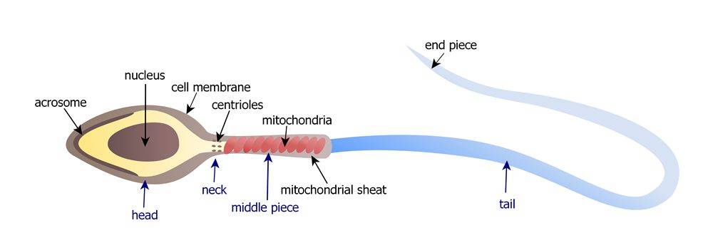 精子"是男人生殖器里的"小蝌蚪",体长60微米,外观形似小蝌蚪,详细结构