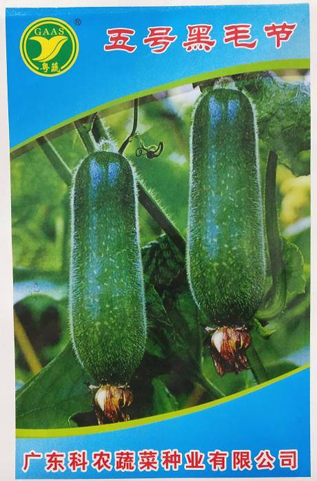 早熟高产肉厚节瓜品种 五号黑毛节瓜