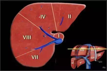 收藏:肝臟解剖圖解,一目瞭然!