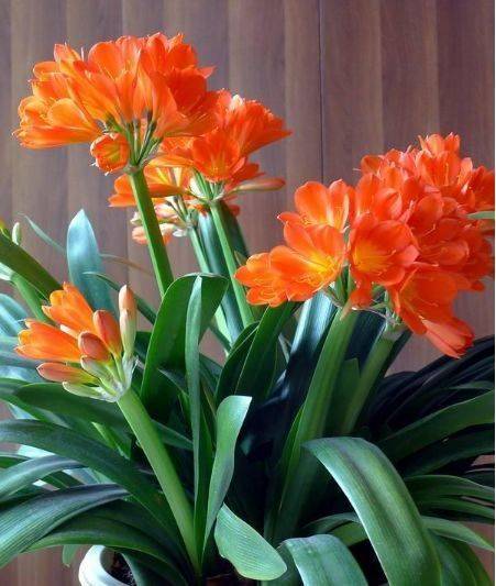 5种花,堪称"开花机器",开花红红火火,旺财又旺运!