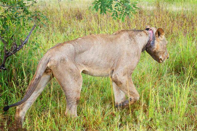 原创臭名昭著的两头食人雄狮,进化到无鬃毛,吃到铁路工人罢工
