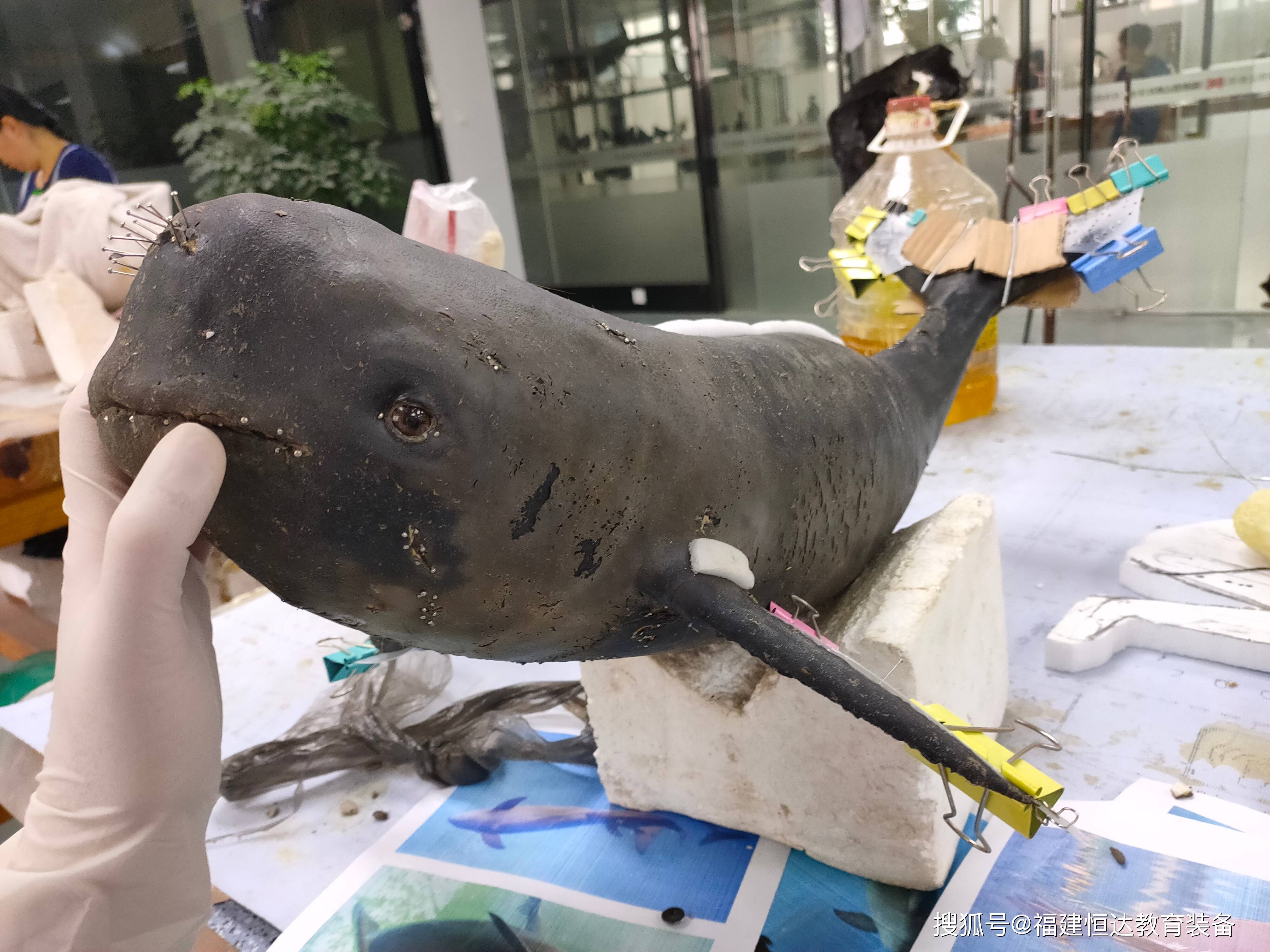 搁浅的江豚如何"重生"|动物标本修复,制作