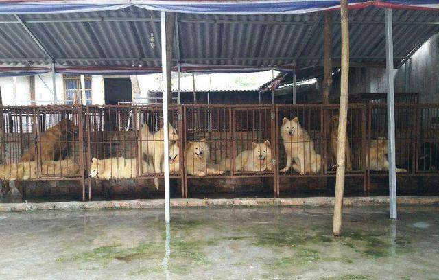 狗肉店狗都是被淘汰掉的我们买宠物看颜值何尝不是凶手