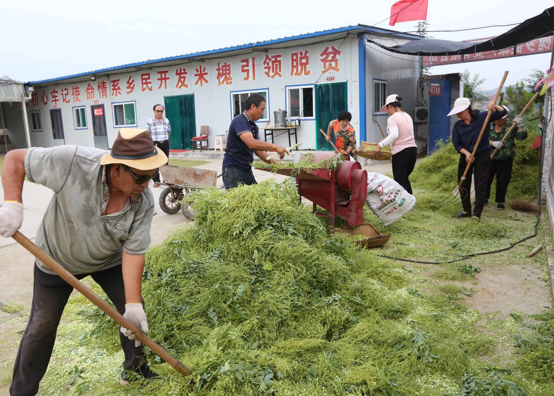 槐米药茶采摘忙 助农增收致富路_双季槐