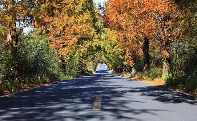 茶籽岭就像一道天然屏障,是白际山脉的余脉.