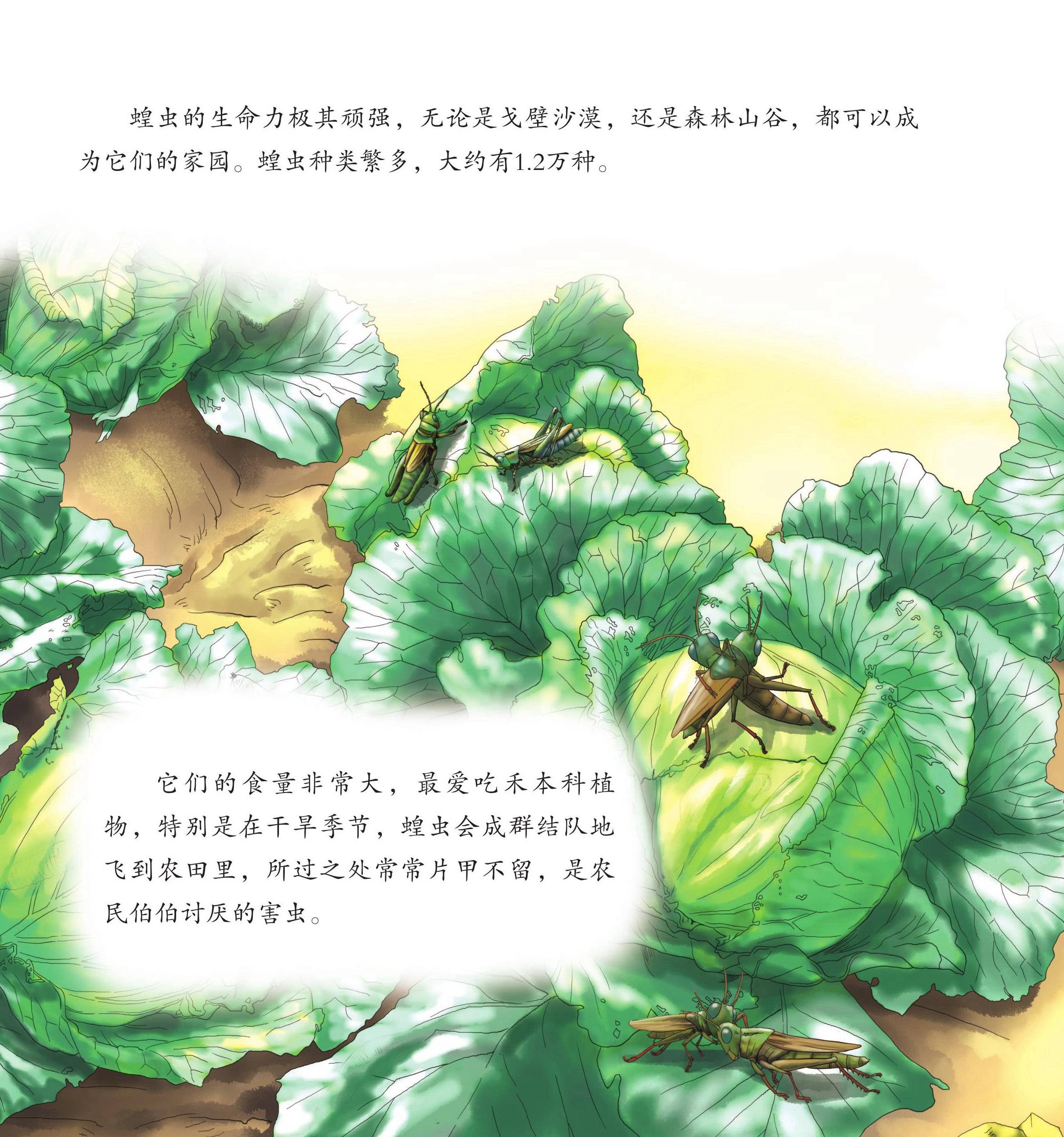 儿童绘本故事推荐《昆虫世界乐开怀中》