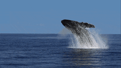 【澳洲留学,旅游】7月,留学生有望优先来澳洲_鲸鱼