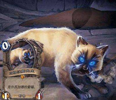 炉石传说:人均猫奴的时代,没有猫的你活得连这个npc都不如_加德