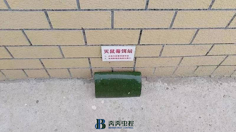 灭鼠正当时,来看防鼠灭鼠攻略→【奔奔虫控】_老鼠