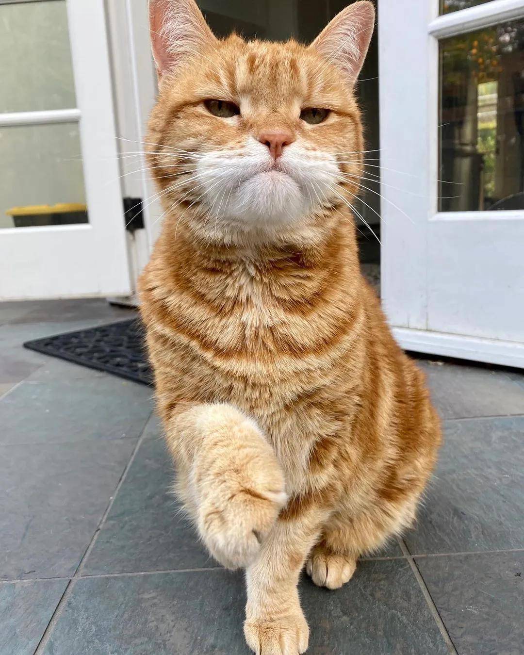 来认识一下长着中年大叔自拍脸的猫它名叫marley