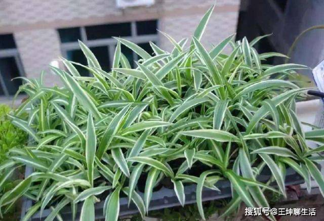 原创夏季养花草,要学会不踩"雷",这2种绿植,天热请注意浇水