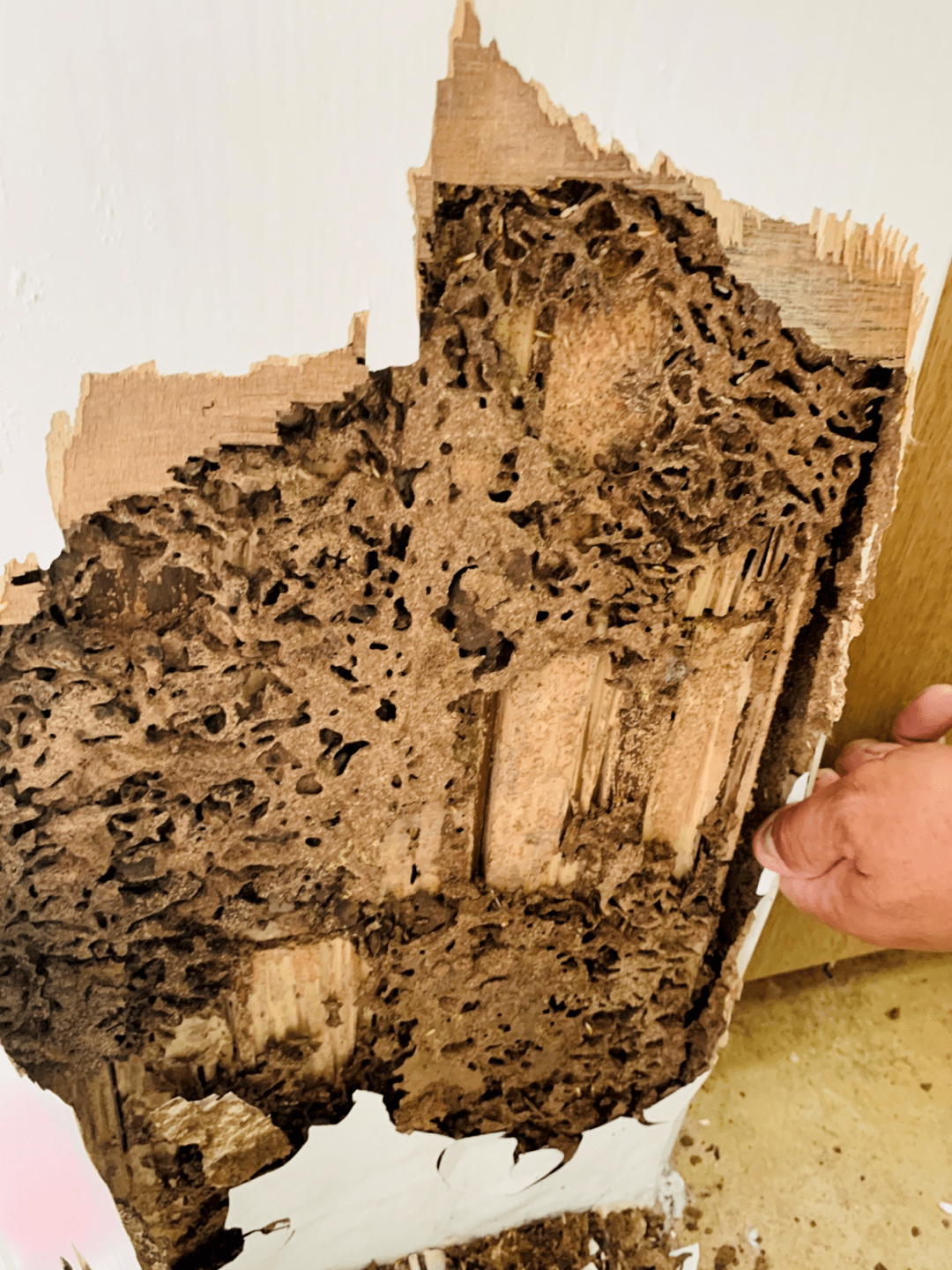 江阴居民家同一位置总不停冒出粉末,打开地板一看,头皮发麻!_白蚁