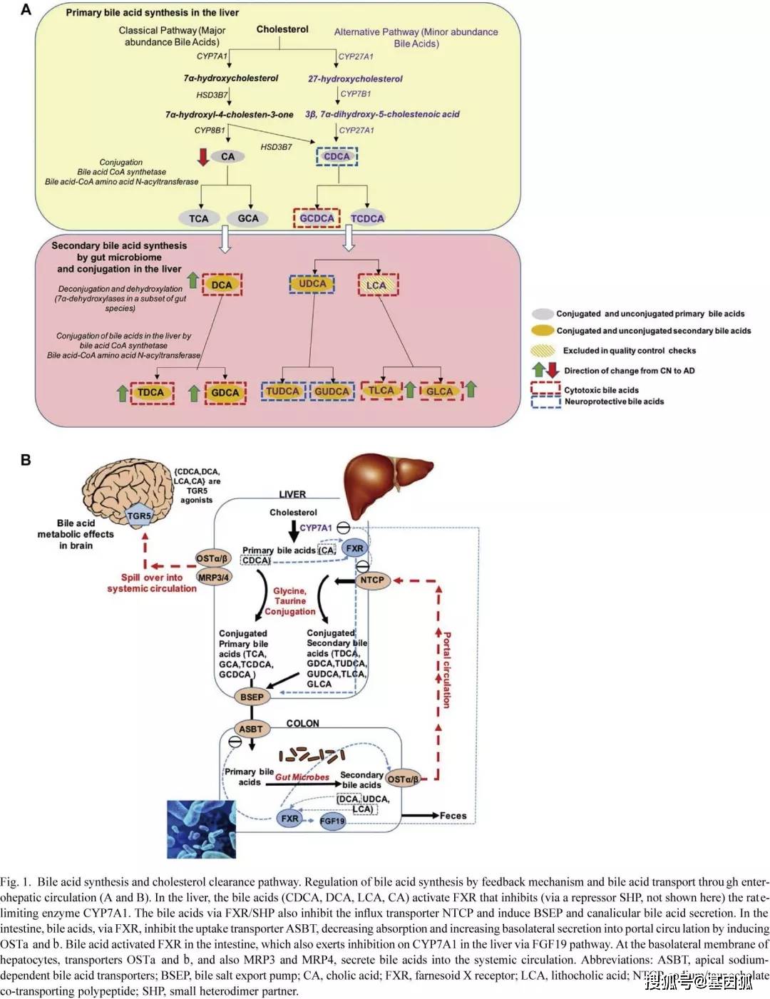 胆汁酸代谢水平在阿尔茨海默病(alzheimer`s disease,ad)研究中的应用