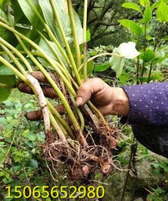 半夏茎基腐烂病防止措施_块茎