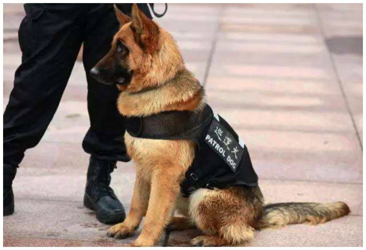 原创警犬耍小性子不想工作,直接往地上一躺,训导员:扣狗粮