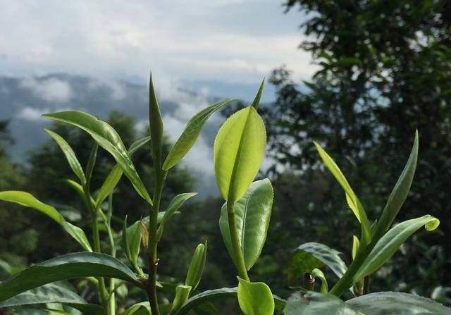 古茶树叶的特写 实拍照片