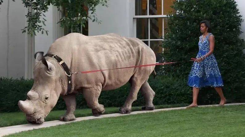 权志龙的狗最丑,黄渤养只孙红雷,迪拜土豪人均养狮子!_宠物