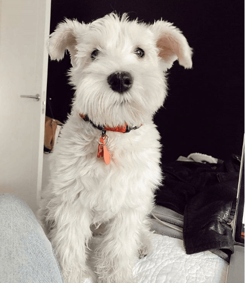 巨型雪纳瑞的性格特点雪纳瑞宠物小课堂雪纳瑞哪里买哪家雪纳瑞犬舍好