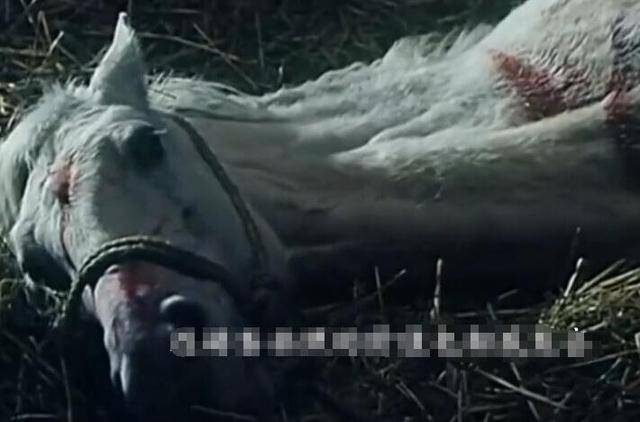 西游记的白龙马惨死过程躲过了妖魔鬼怪却没躲过人间的贪欲