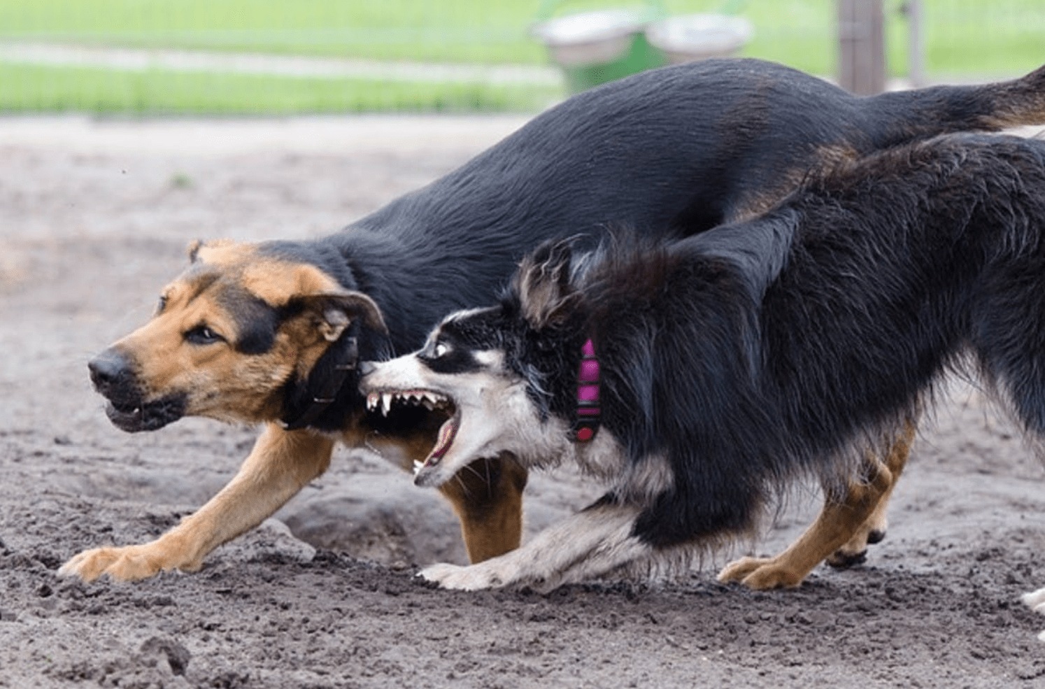 边牧为什么会突然出现咬人的举动?你了解过原因吗?