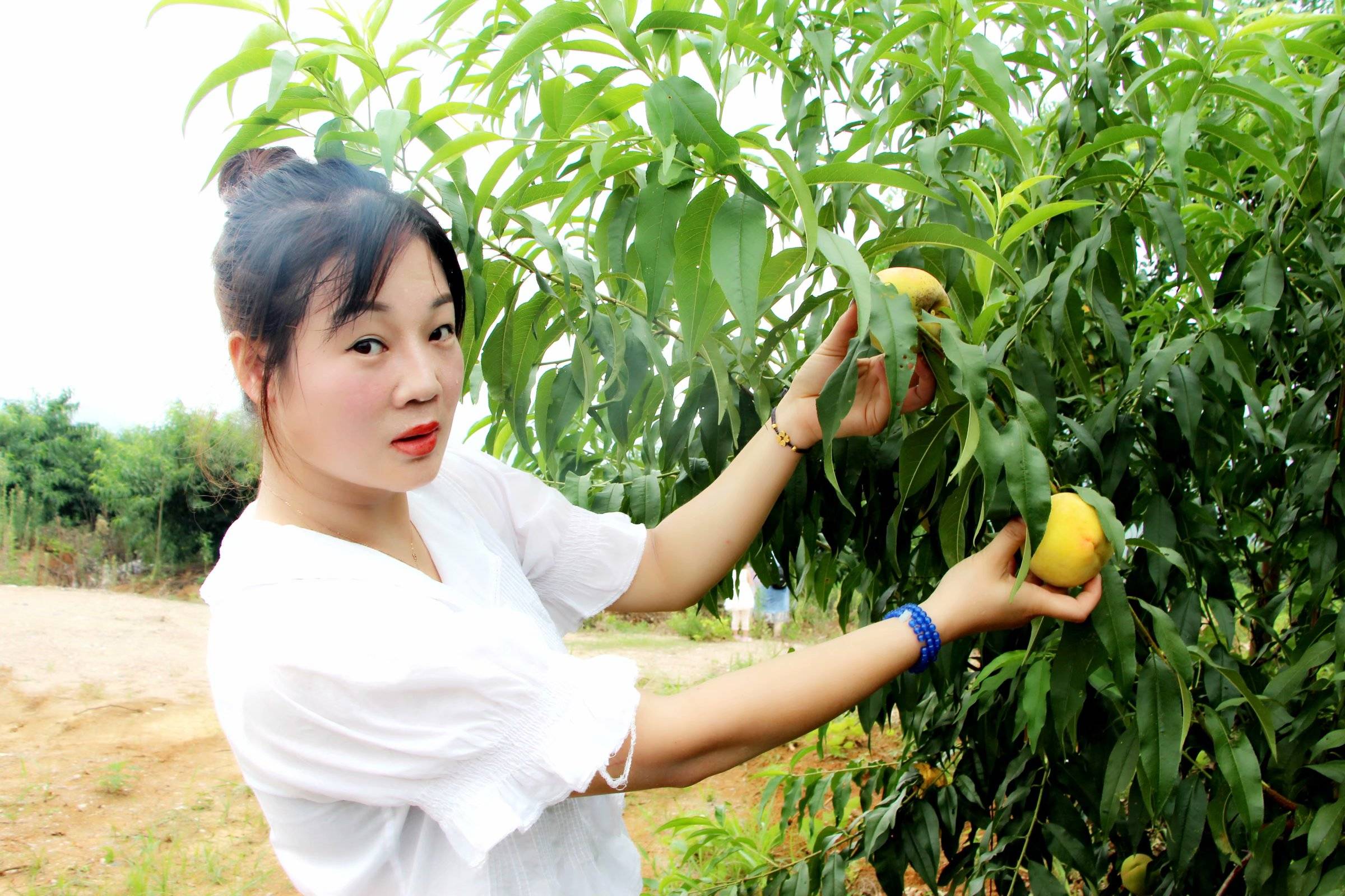 柴桑区涌泉乡铁炉村花果山上黄桃成熟不少游客慕名前来采摘_水果