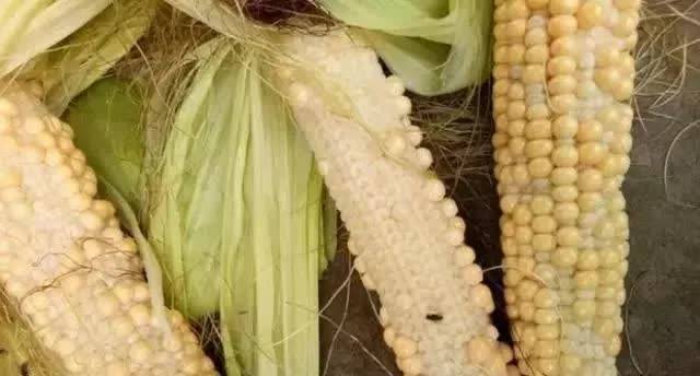 玉米"满天星",玉米穗缺粒分散状;玉米"秃尖",玉米上部无子或籽粒干瘪