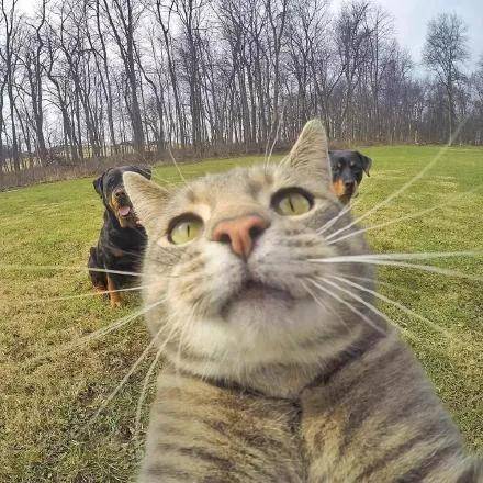 会自拍的猫超帅巨帅24k纯帅