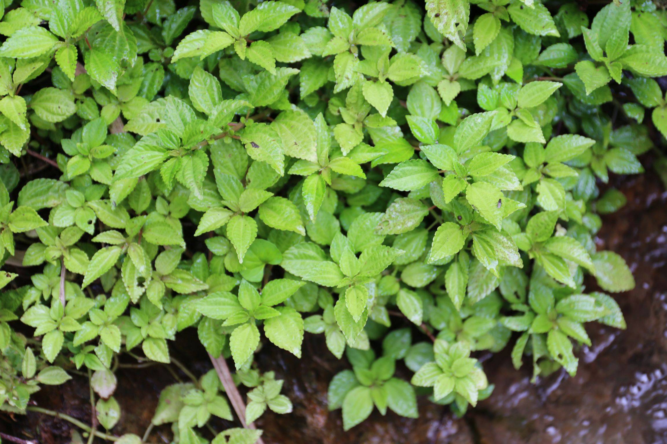 庆元植物1208-荨麻科-冷水花属-湿生冷水花