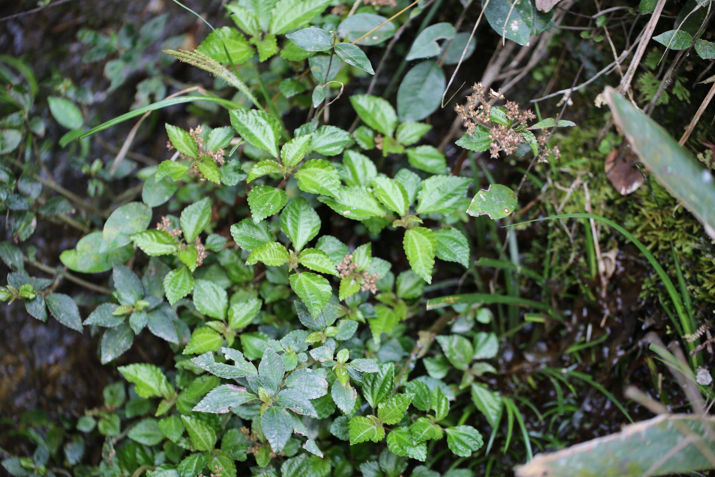 庆元植物1208-荨麻科-冷水花属-湿生冷水花