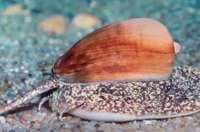 这种宽口涡螺生长在海底五十米以下个头比鲍鱼大老多,一般能长到20cm