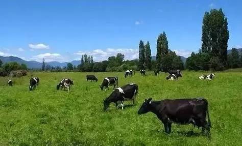 澳大利亚号称"牛羊的天堂,畜牧业的勋章",是世界上最大以畜牧业为支柱