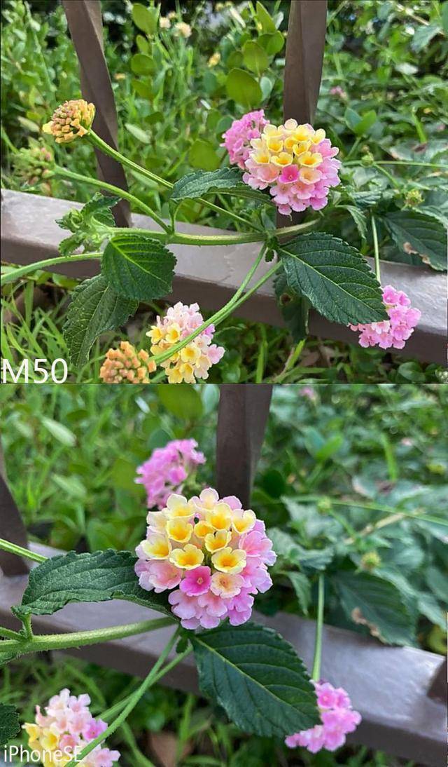 新iphonese与佳能m50拍照比拼:与单反相机的差距多大?