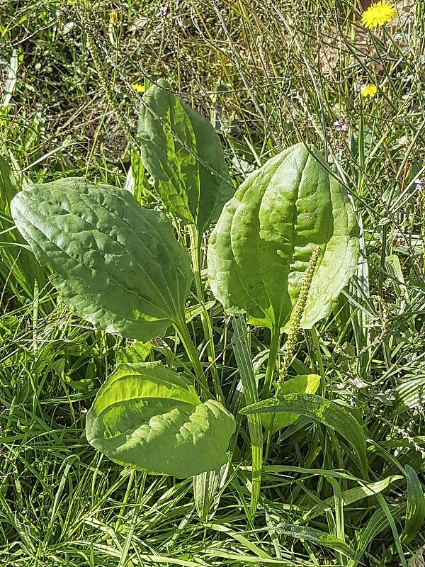 田间31种草