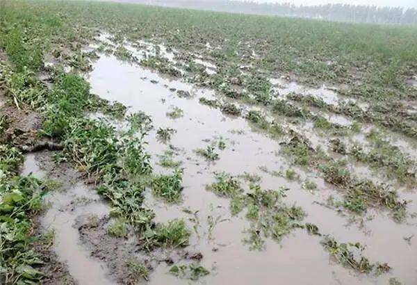 涝旱急转高温热害病虫害洪涝之后种植业如何减灾