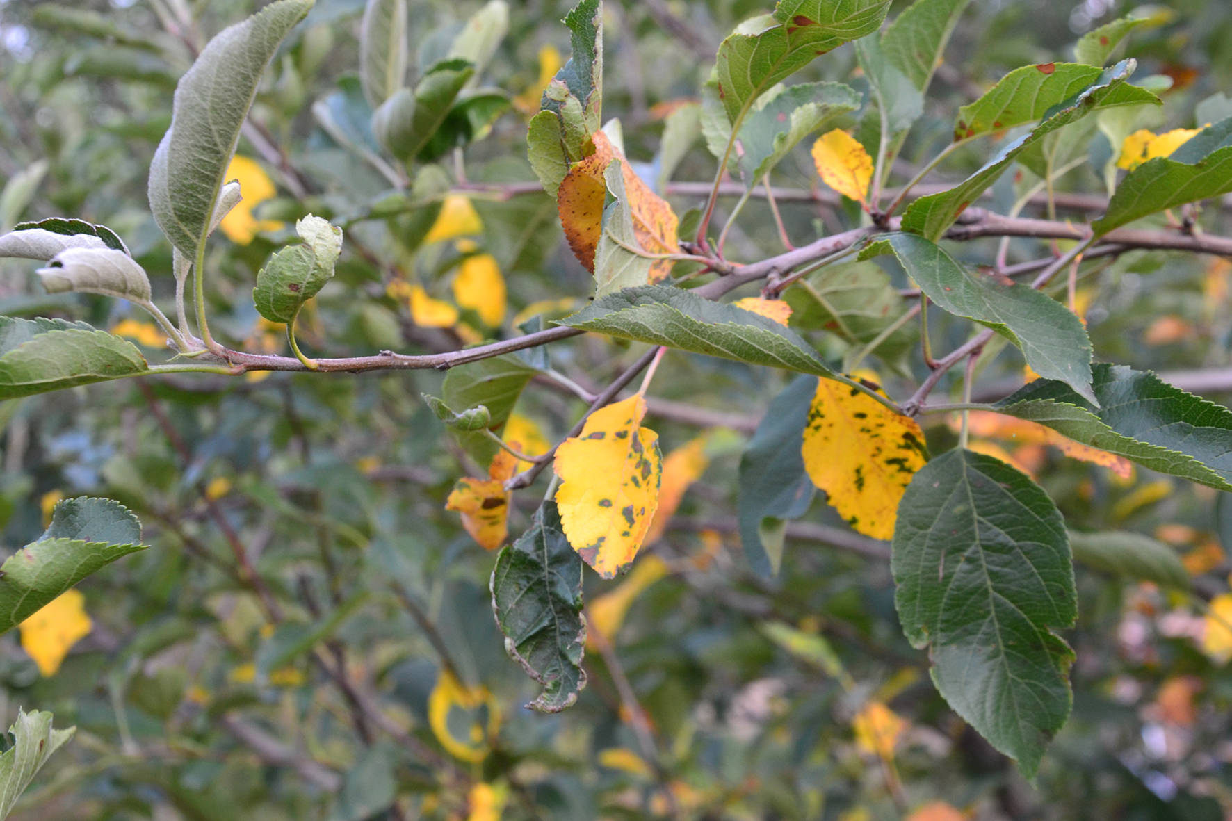 今年雨水偏多,苹果树管理应注意这4个问题,实现品质产量的提升