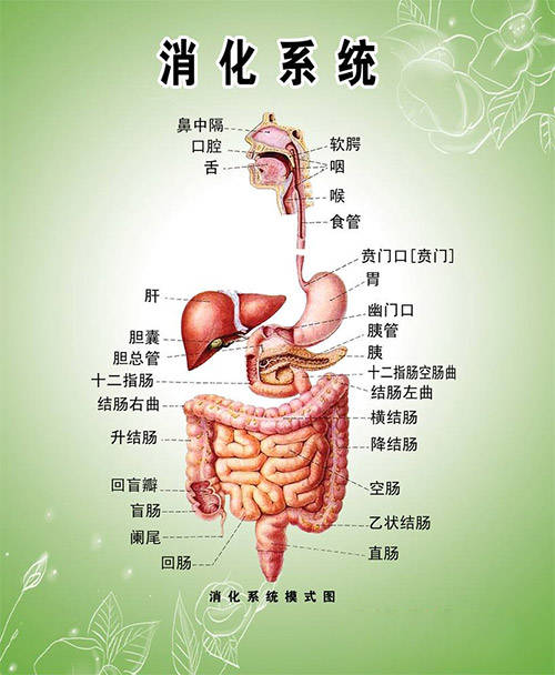 人体大肠结构图 排便图片